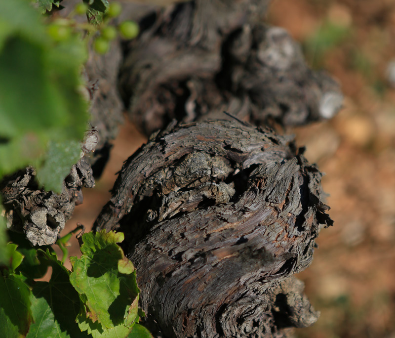 cep-de-vigne-sq